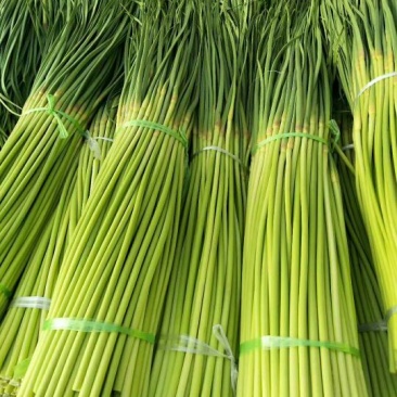 杂交蒜薹精品60~70cm价格规格可协商