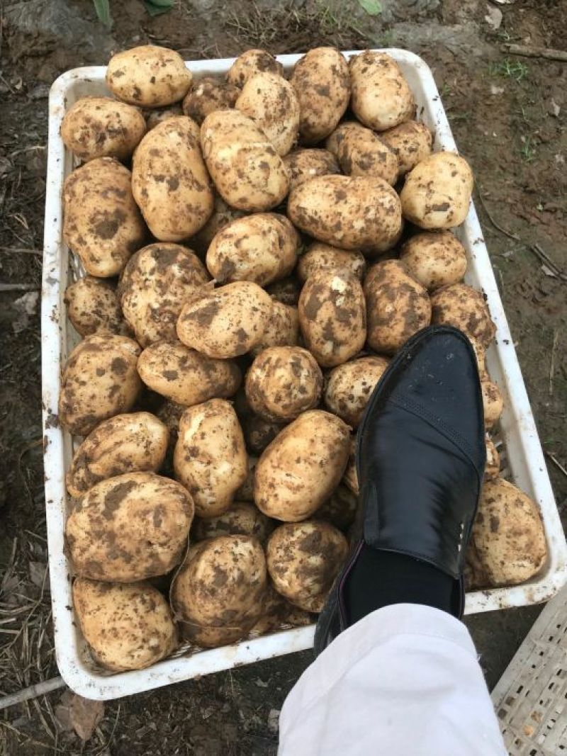 土豆2两以上精品
