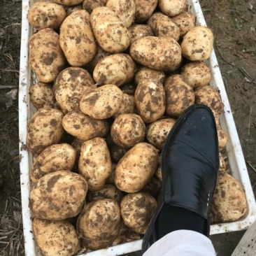 土豆3两以上精品