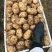 土豆3两以上精品