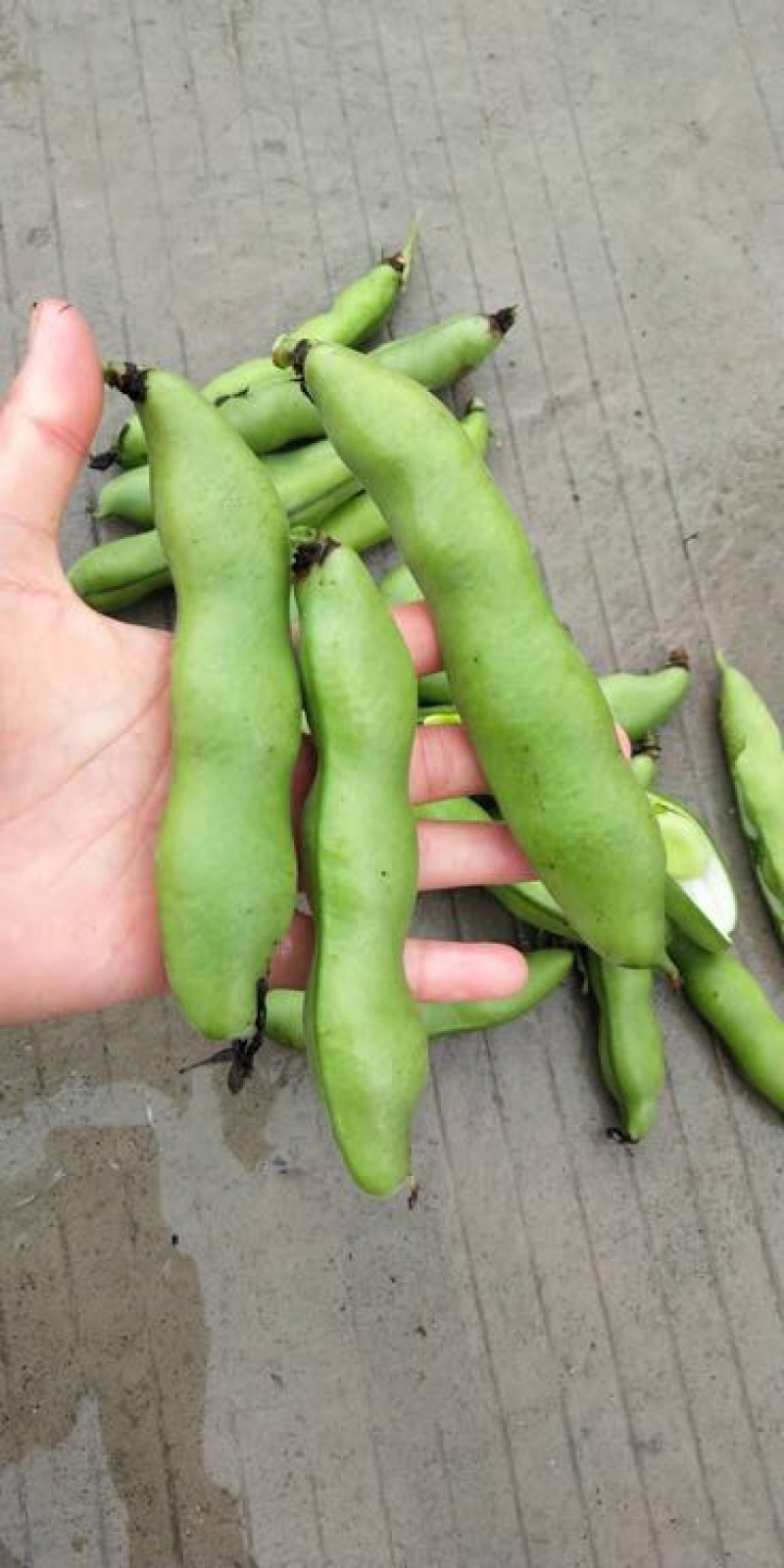 蚕豆优等品日本天蚕豆青豆福豆青豆基地直发