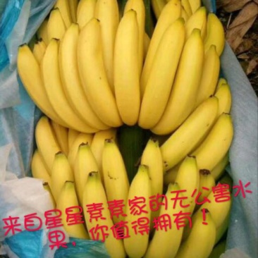 香蕉七成熟