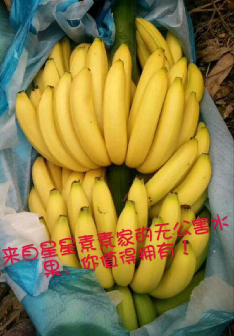 香蕉七成熟