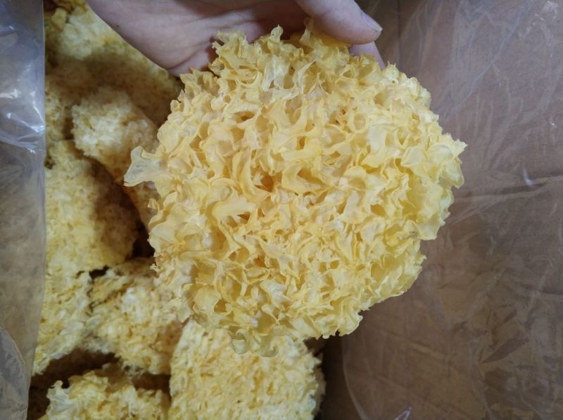 银耳一级