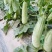 羊角蜜甜瓜/红瓤绿肉个头匀色泽好/电商一件代发/超市专供