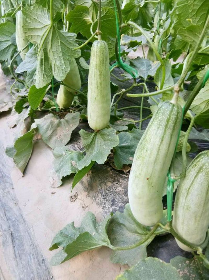 羊角蜜甜瓜/红瓤绿肉个头匀色泽好/电商一件代发/超市专供
