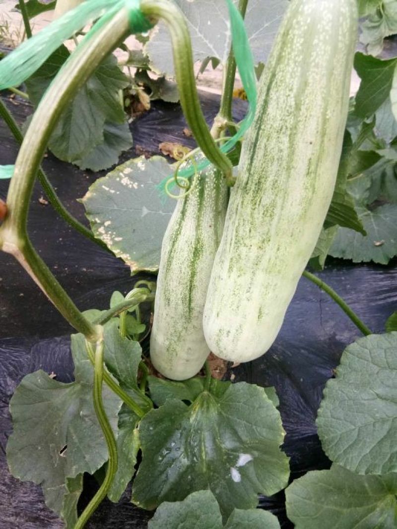 羊角蜜甜瓜/红瓤绿肉个头匀色泽好/电商一件代发/超市专供