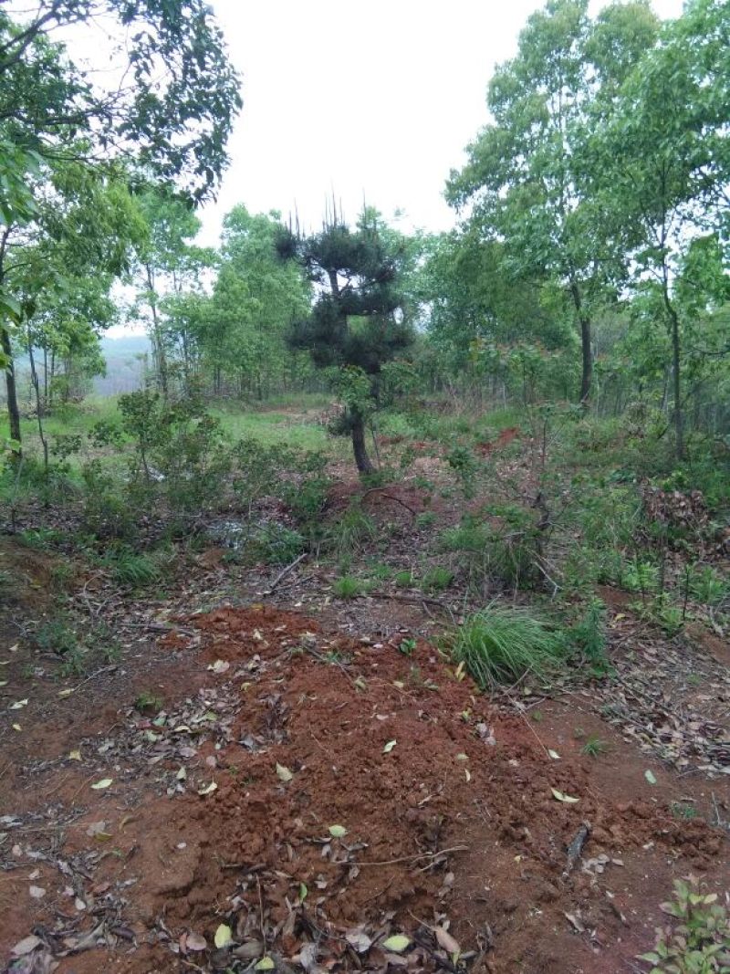 造型松10公分