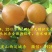 金太阳杏45mm以上