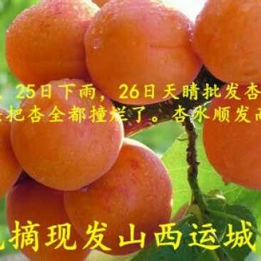 金太阳杏45mm以上