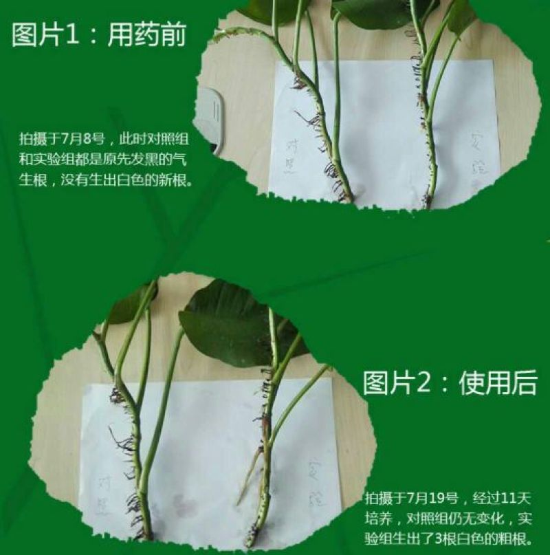 潍坊奥丰海藻生根剂根基宝蔬菜果树生根壮根促进生长扎根