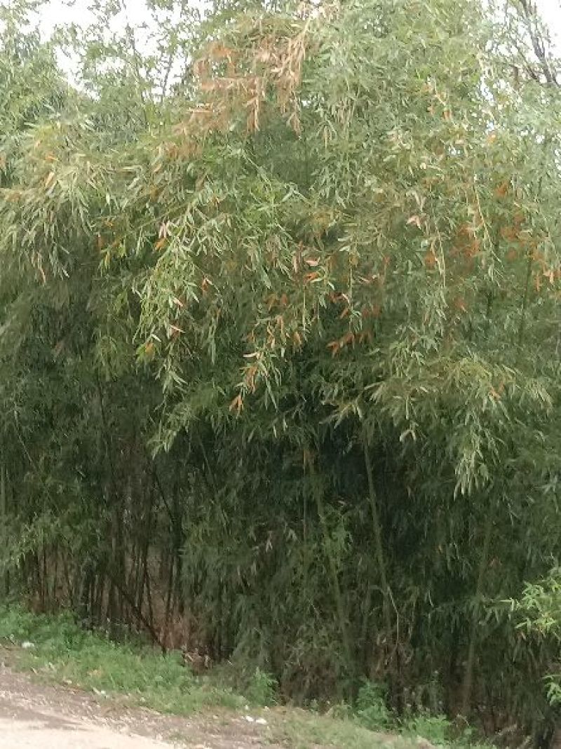 竹子3~4m