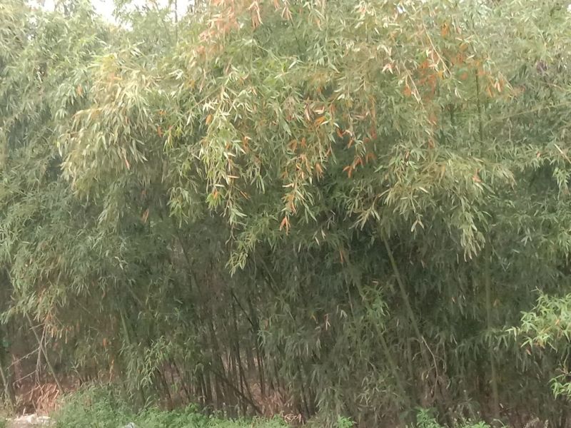 竹子3~4m