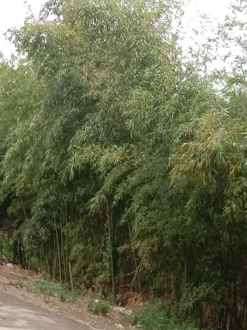 竹子3~4m