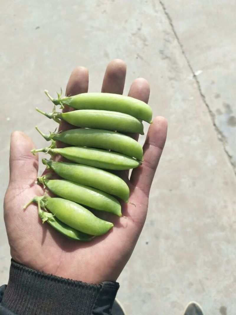 长寿仁豌豆饱满大量上市一手货源诚信合作欢迎来电