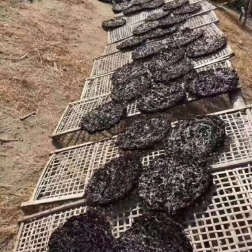 【包邮】紫菜紫菜蛋花汤支持一件代发