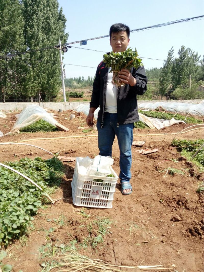 商薯19红薯苗，