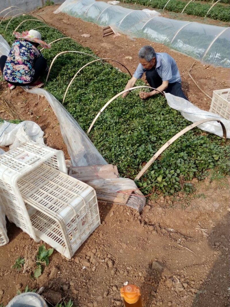 商薯19红薯苗，