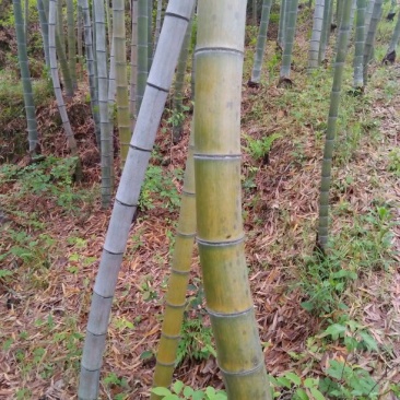 竹子9~10m
