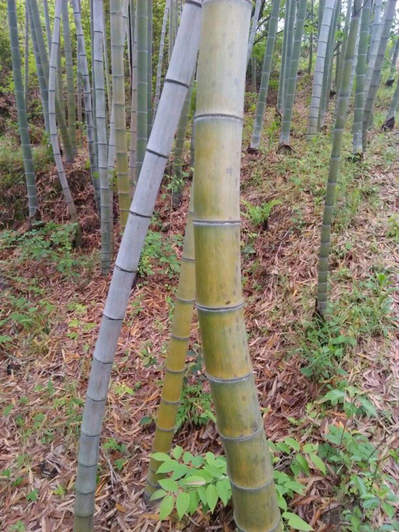 竹子9~10m