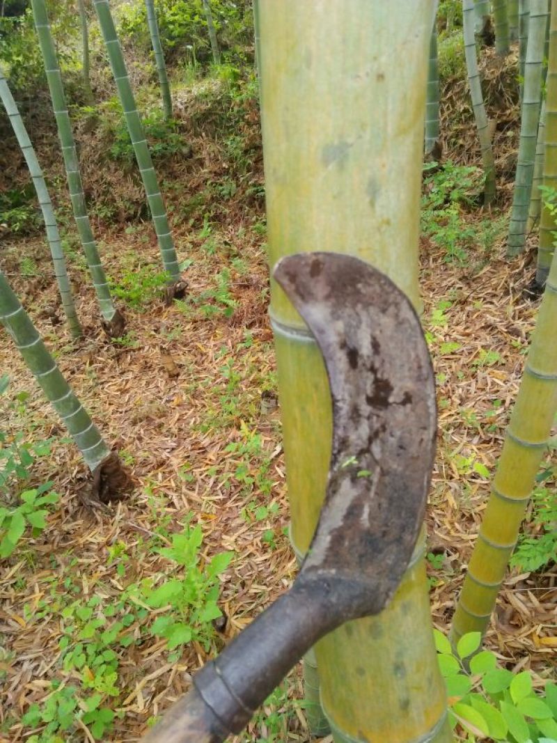 竹子9~10m