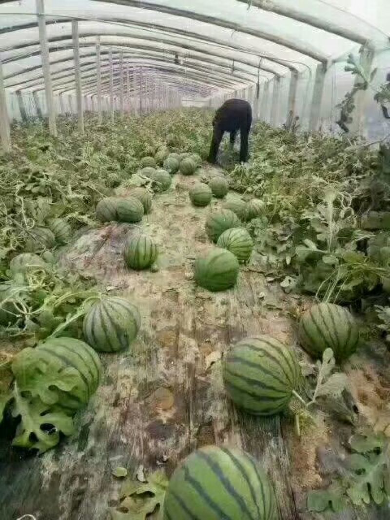 京欣西瓜山东山东甜王西瓜批发基地山东双星西瓜价格