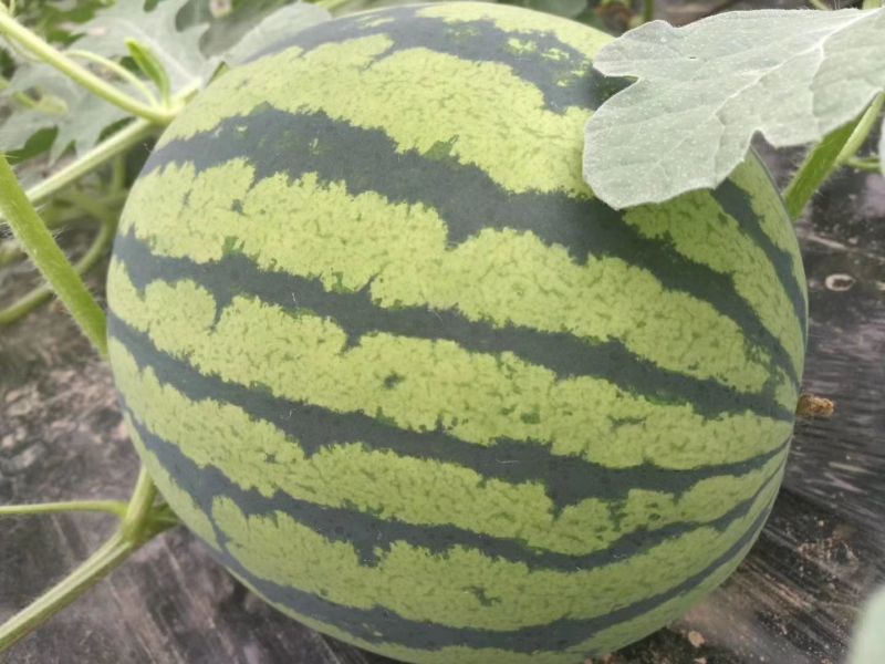 甜王西瓜8斤打底8成熟1茬五一大量上市