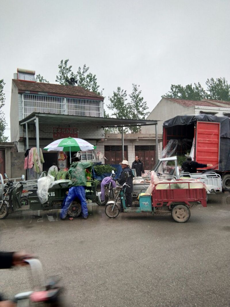 苏北地区精品蒜薹红帽蒜苔大量供应中！需要的联系！