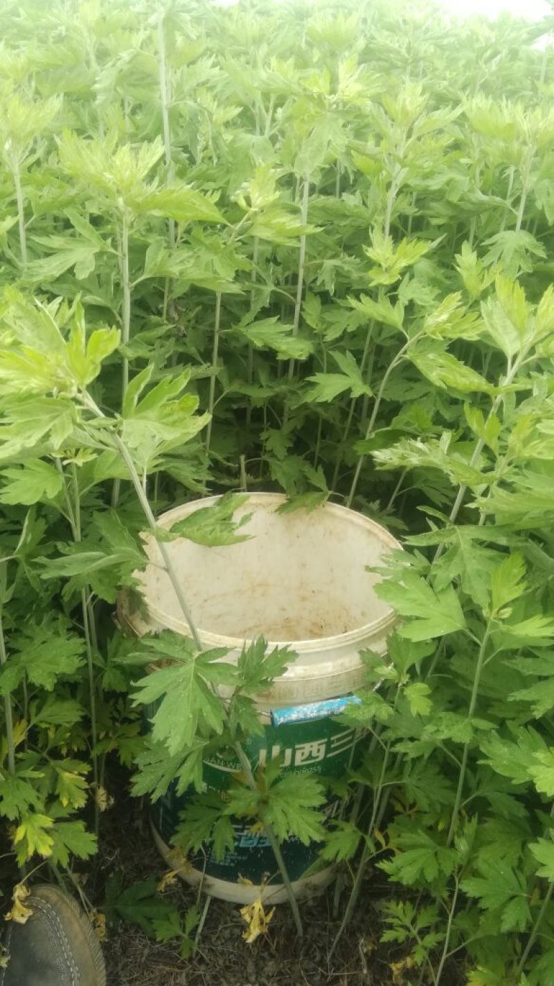 艾草，艾苗，艾根，打捆全颗艾
