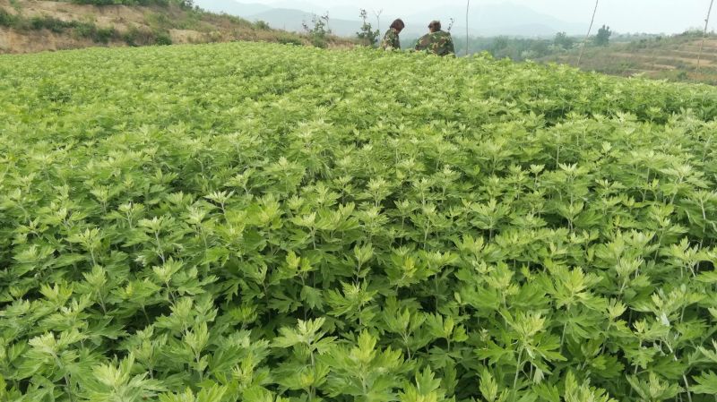 艾草，艾苗，艾根，打捆全颗艾