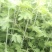 艾草，艾苗，艾根，打捆全颗艾