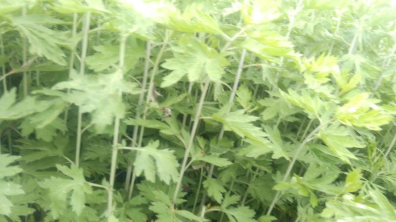 艾草，艾苗，艾根，打捆全颗艾