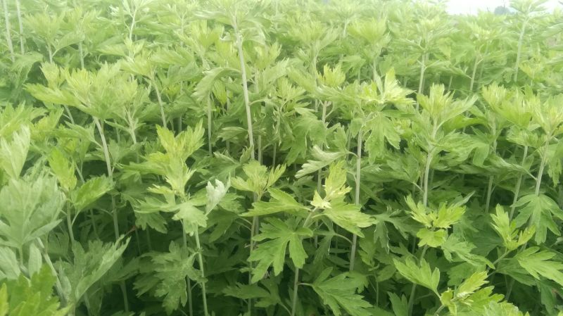 艾草，艾苗，艾根，打捆全颗艾