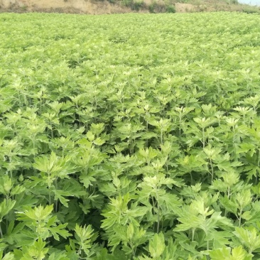 艾草，艾苗，艾根，打捆全颗艾