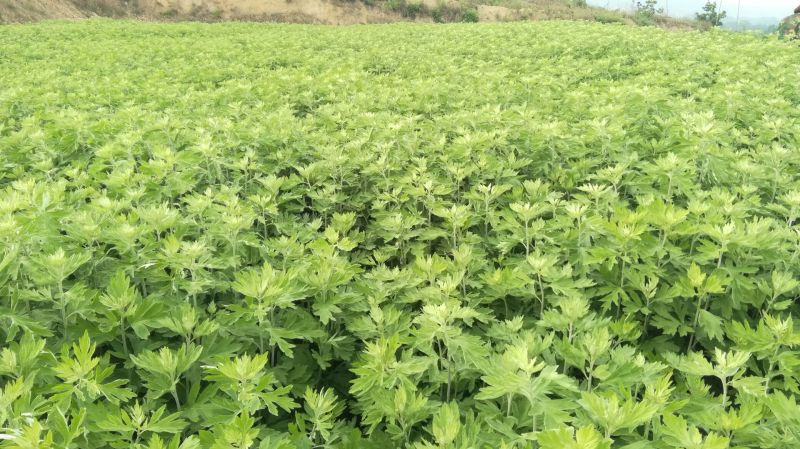 艾草，艾苗，艾根，打捆全颗艾