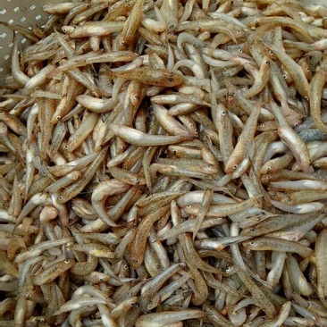 山根鱼