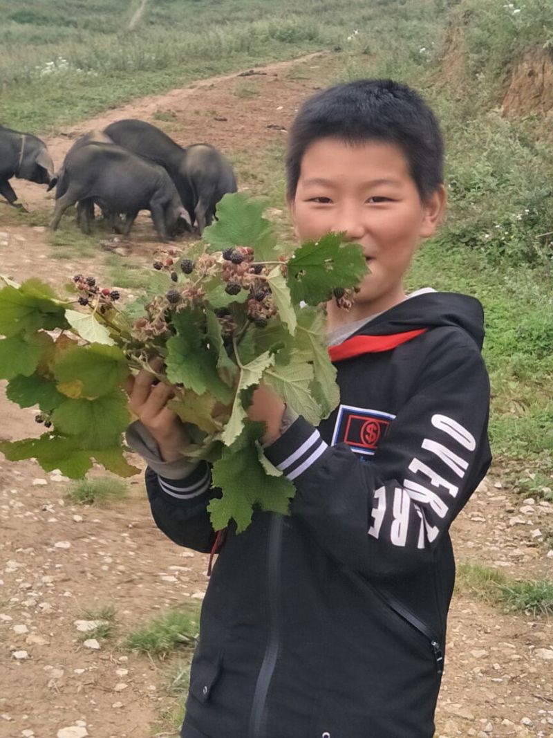 生态黑猪