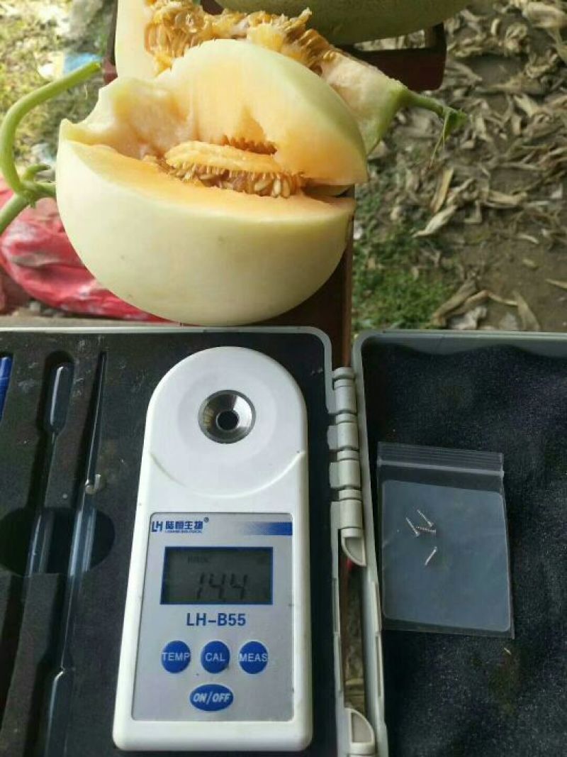 单县甜瓜翠梨甜瓜！货源充足！价格实惠！实时行情
