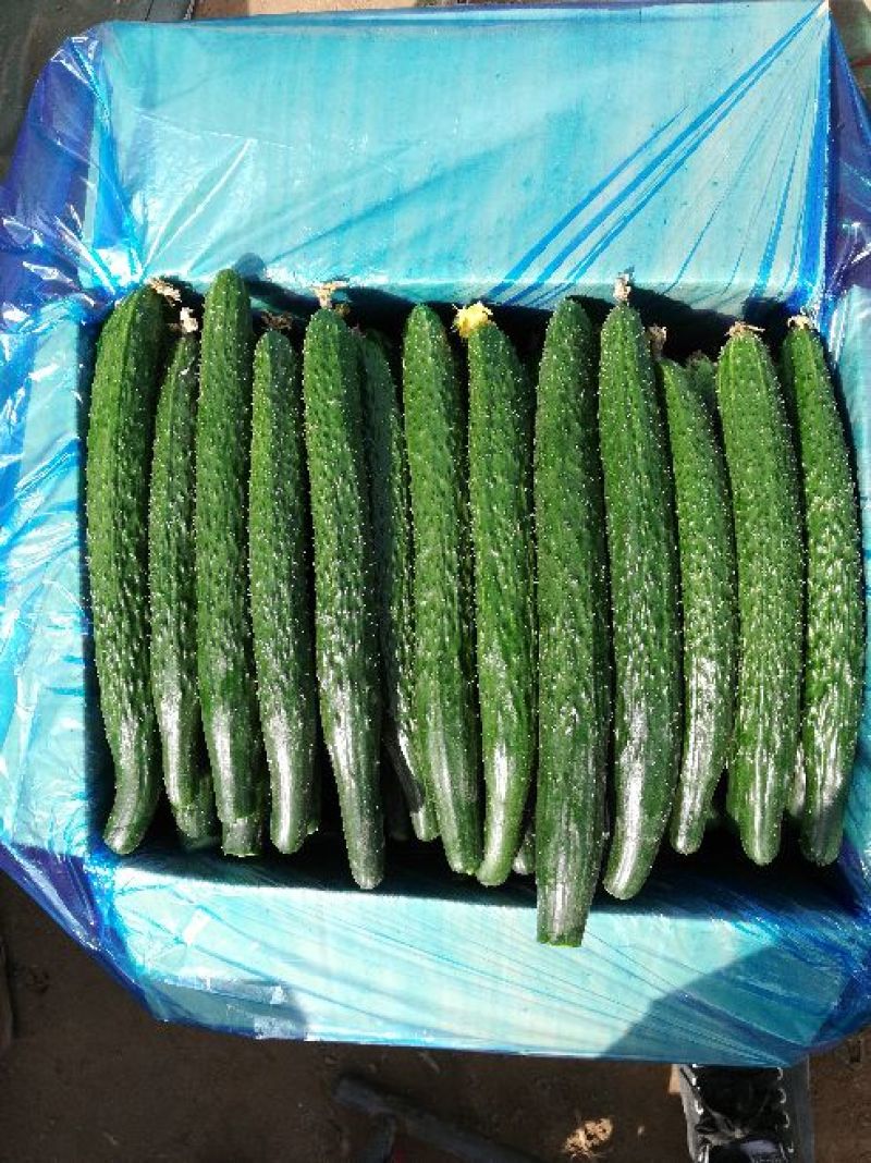 密刺黄瓜干花带刺25公分以上