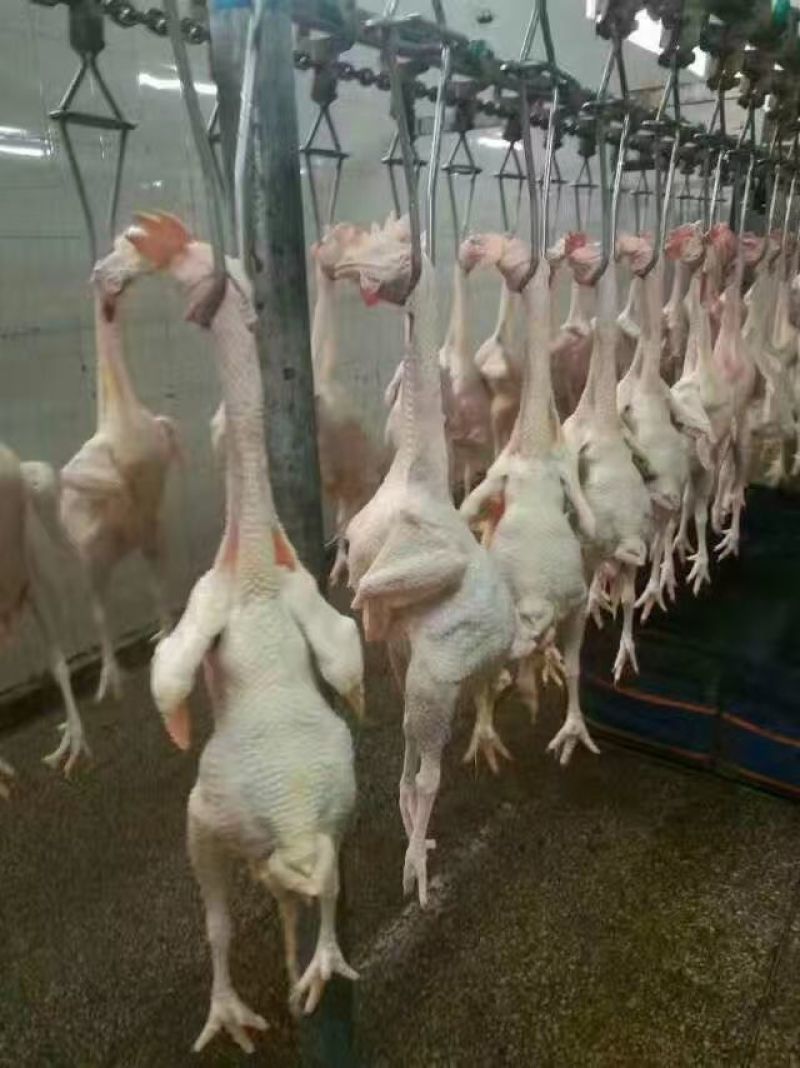白条鸡包装