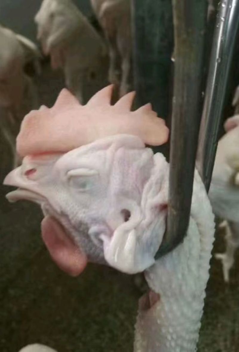 白条鸡包装