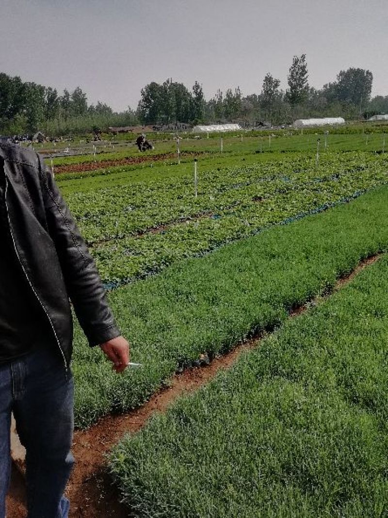 二月兰，各种宿根植物大量有货，绿化苗木一年四季提供一条龙