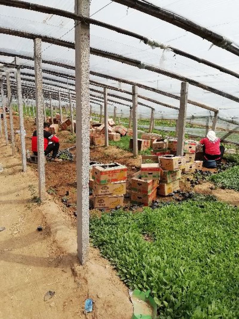 二月兰，各种宿根植物大量有货，绿化苗木一年四季提供一条龙