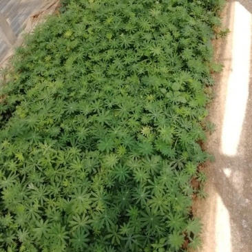 二月兰，各种宿根植物大量有货，绿化苗木一年四季提供一条龙