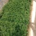 二月兰，各种宿根植物大量有货，绿化苗木一年四季提供一条龙