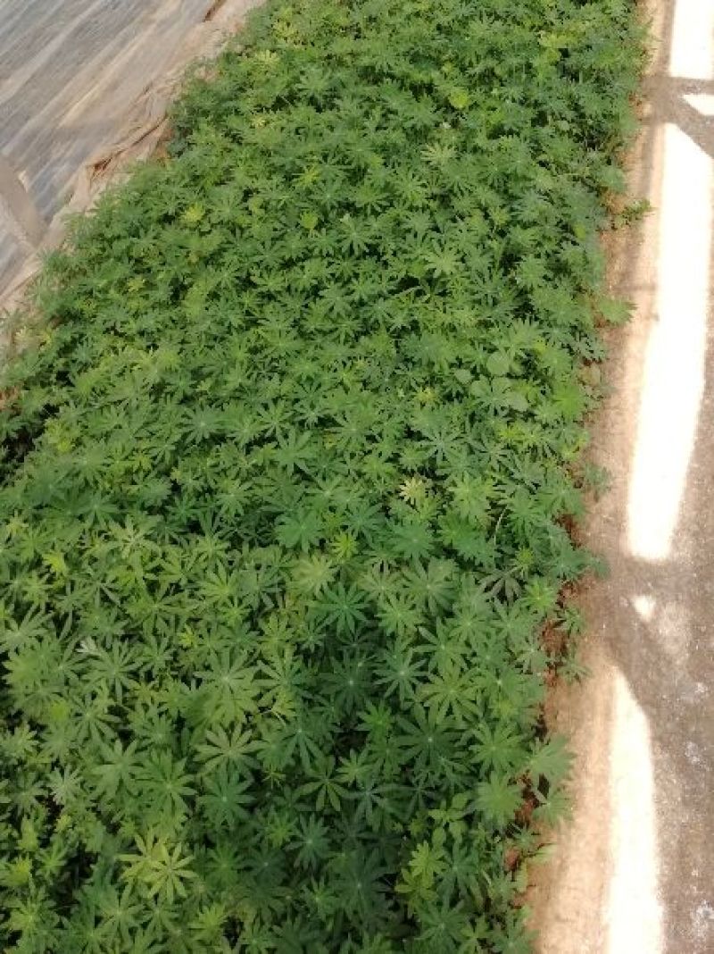 二月兰，各种宿根植物大量有货，绿化苗木一年四季提供一条龙