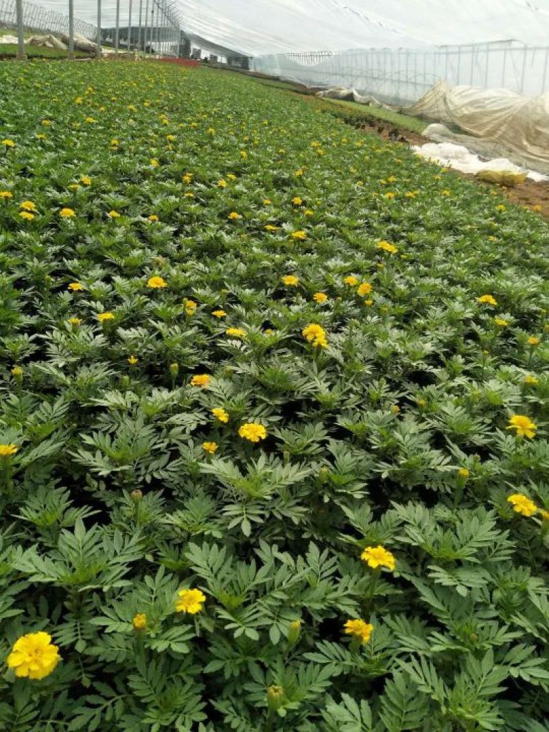 二月兰，各种宿根植物大量有货，绿化苗木一年四季提供一条龙