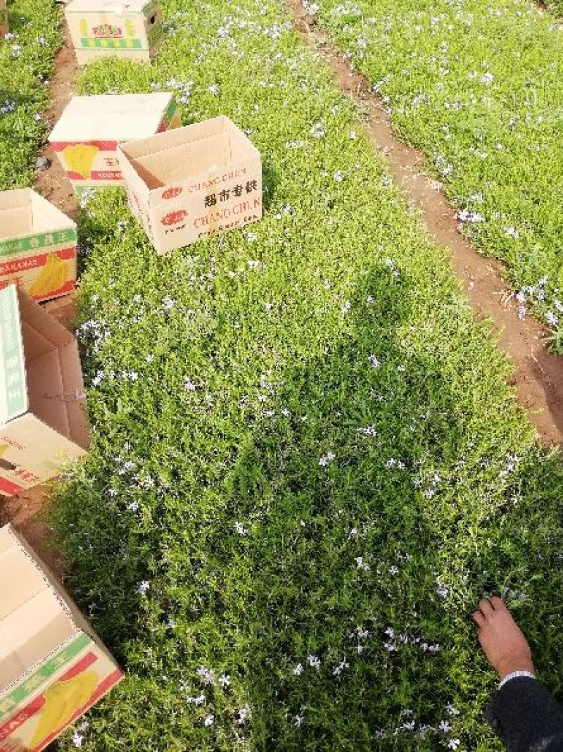 二月兰，各种宿根植物大量有货，绿化苗木一年四季提供一条龙