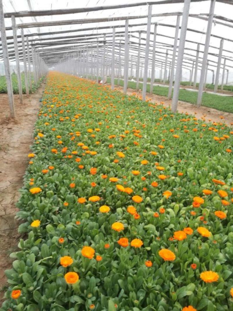 二月兰，各种宿根植物大量有货，绿化苗木一年四季提供一条龙