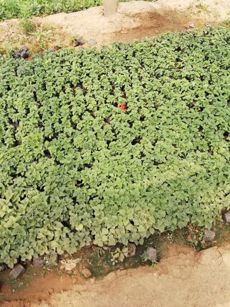 二月兰，各种宿根植物大量有货，绿化苗木一年四季提供一条龙